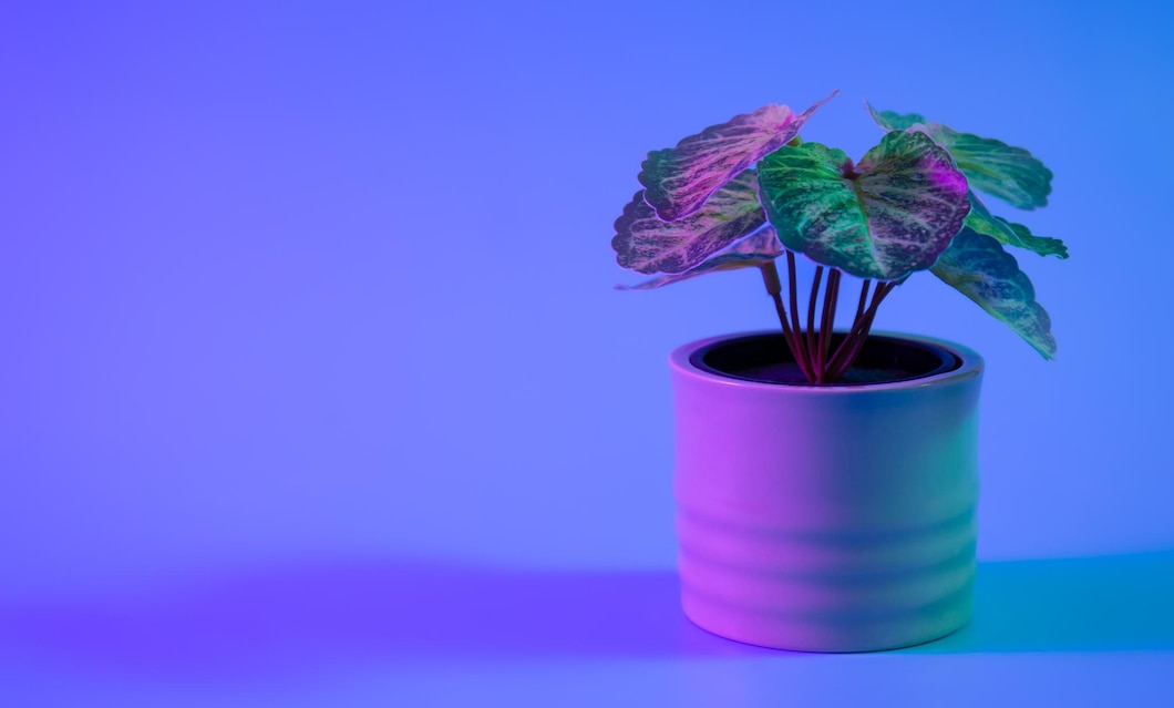 Jak wybrać odpowiednie oświetlenie do uprawy roślin w domowych warunkach?