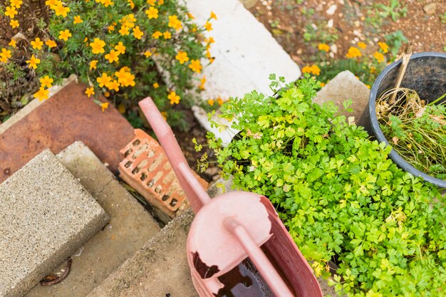 Jak wybrać idealne rośliny do swojego ogrodu: praktyczne porady i wskazówki